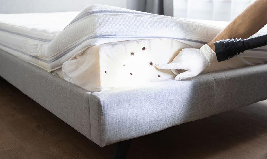 Bedbug Elimination